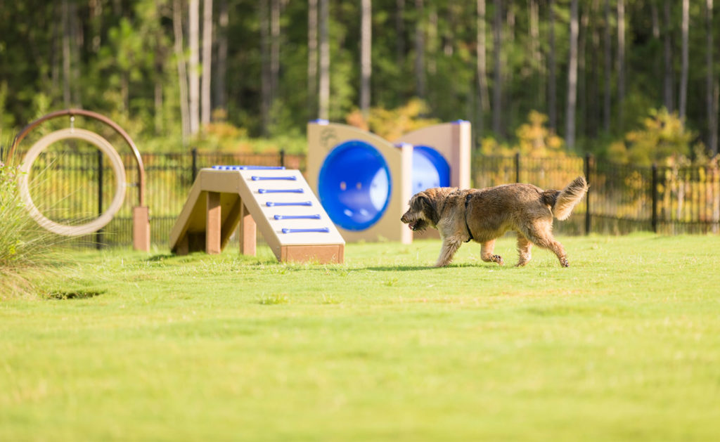 Dog Park Near Me Craigslist Near Me