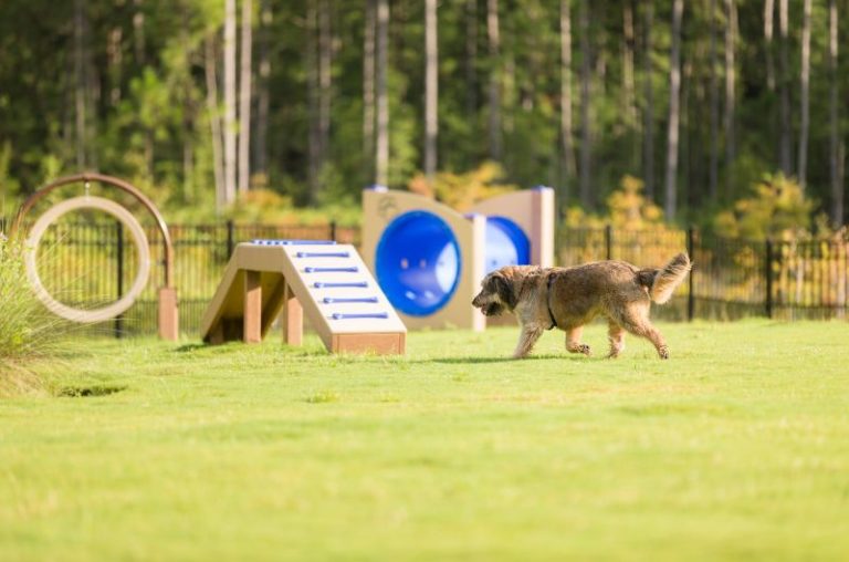 When Can Puppy Go To Dog Park